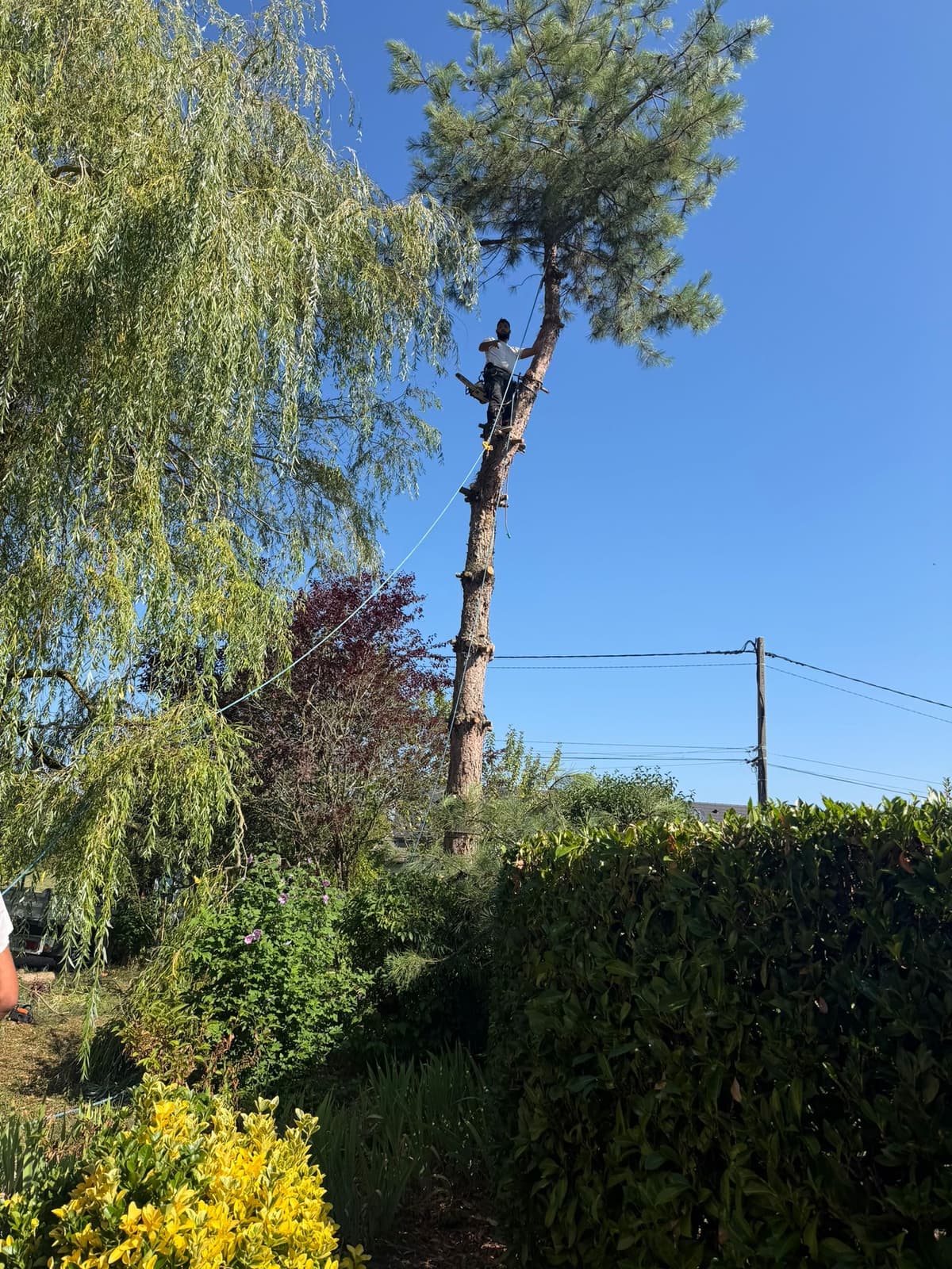 Chantier JM Élagage Viuz-en-Sallaz — réalisation 1